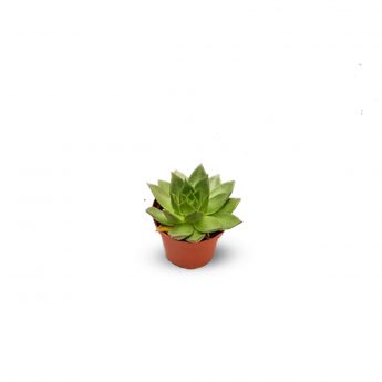 Succulents